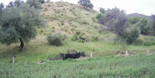 Parcela San Marcos